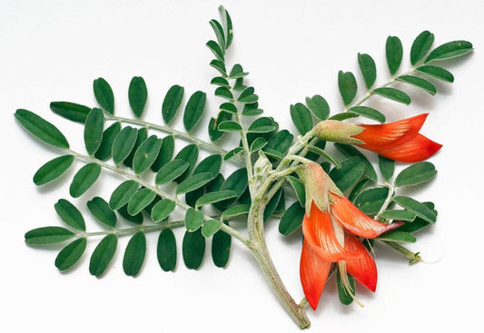 Immune System AIV/AIDS,