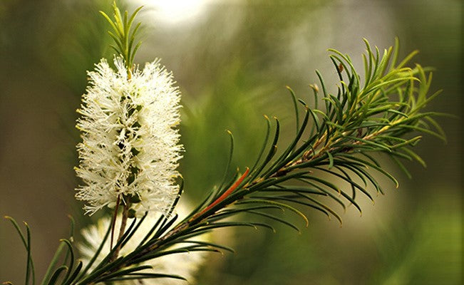 Supersalve Tea Tree Oil