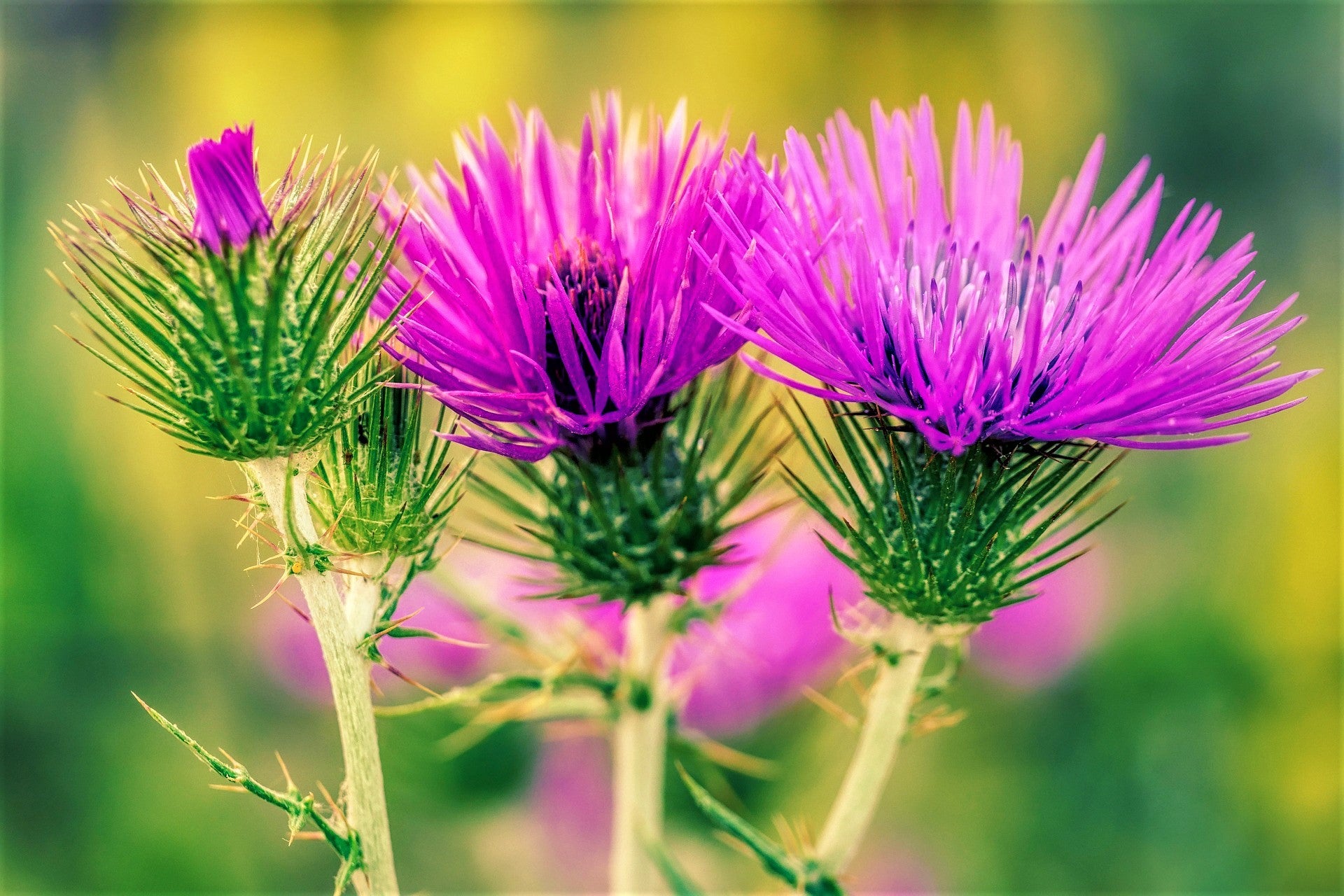 Milk Thistle - Nature’s Power Herb for the Liver & Gallbladder