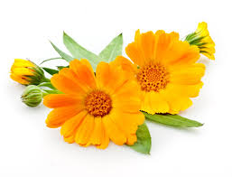 Supersalve Calendula Essential Oil